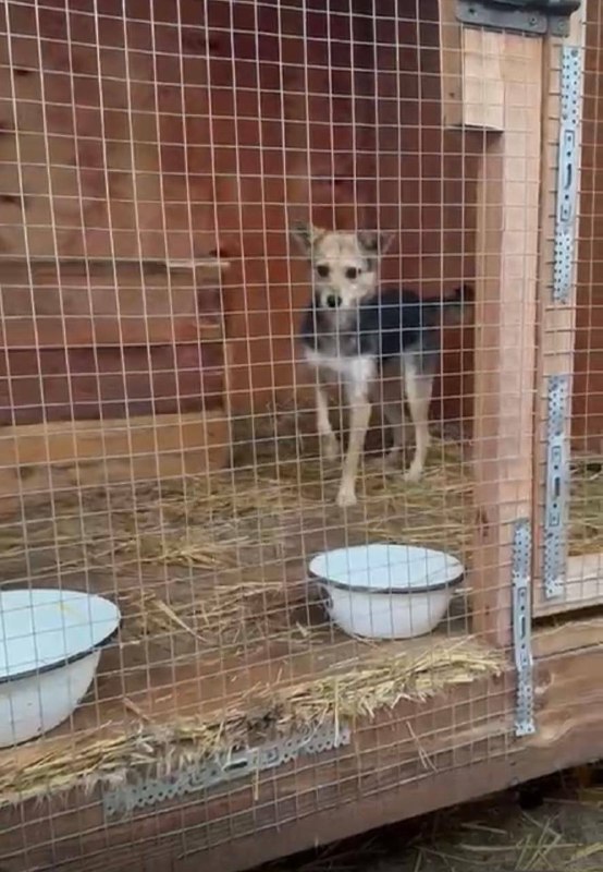 МАЛЕНЬКИЕ СОБАЧКИ В ДОБРЫЕ РУКИ