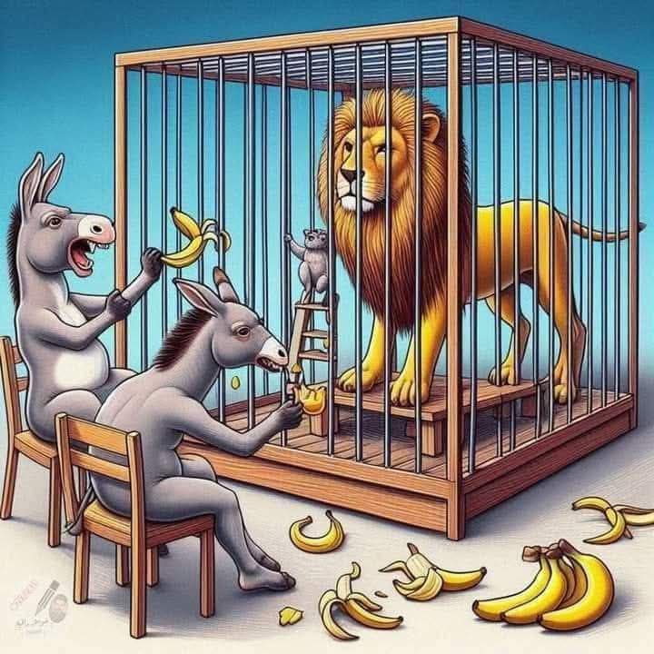 ليست شجاعة من الحمار