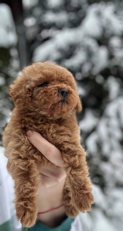 Maltipoo toypoodle kipr cyprus dogs