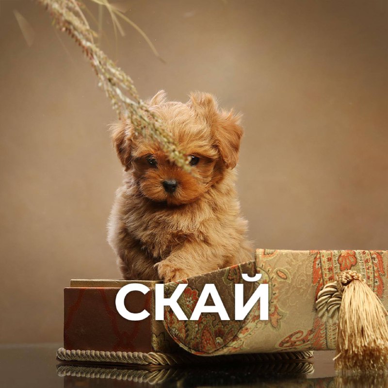 Скай