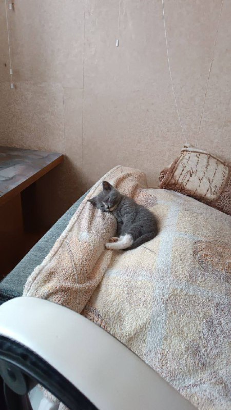 Милый котик***🥺*** ищет дом***🏠***