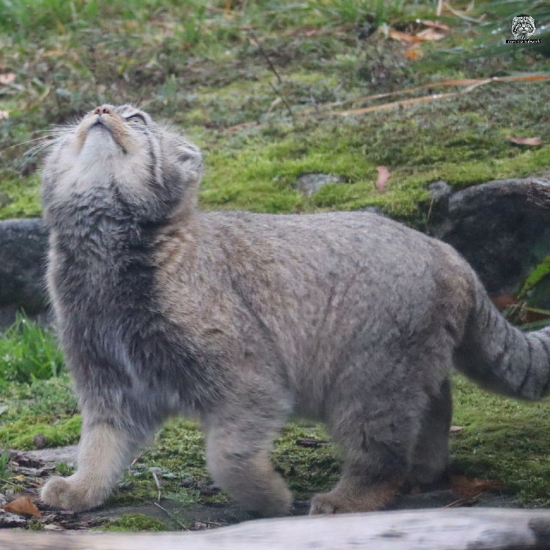 Манул. RUSSIAN BIG CAT