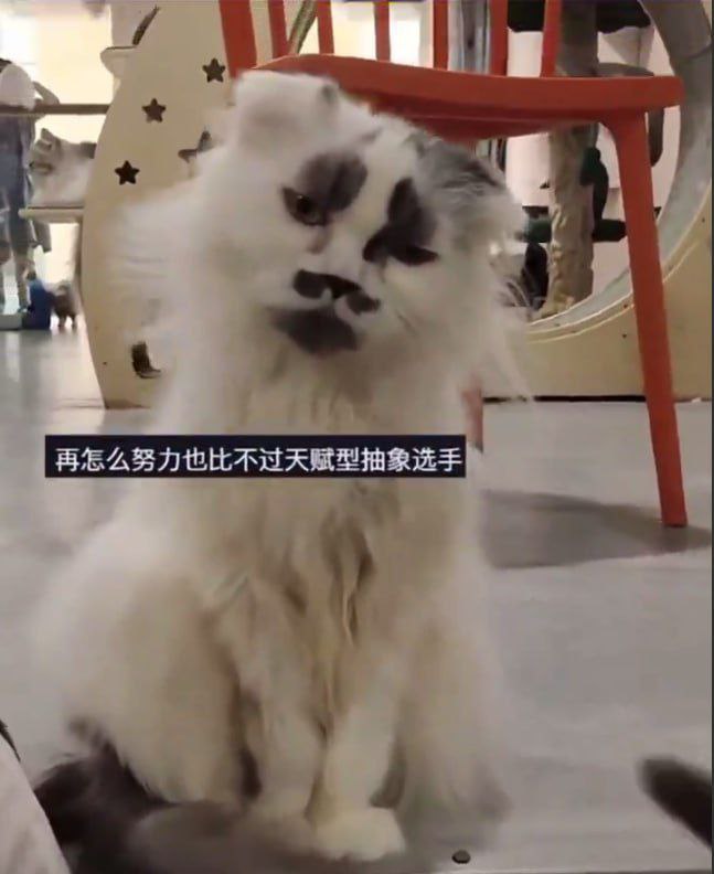 猫咪岛