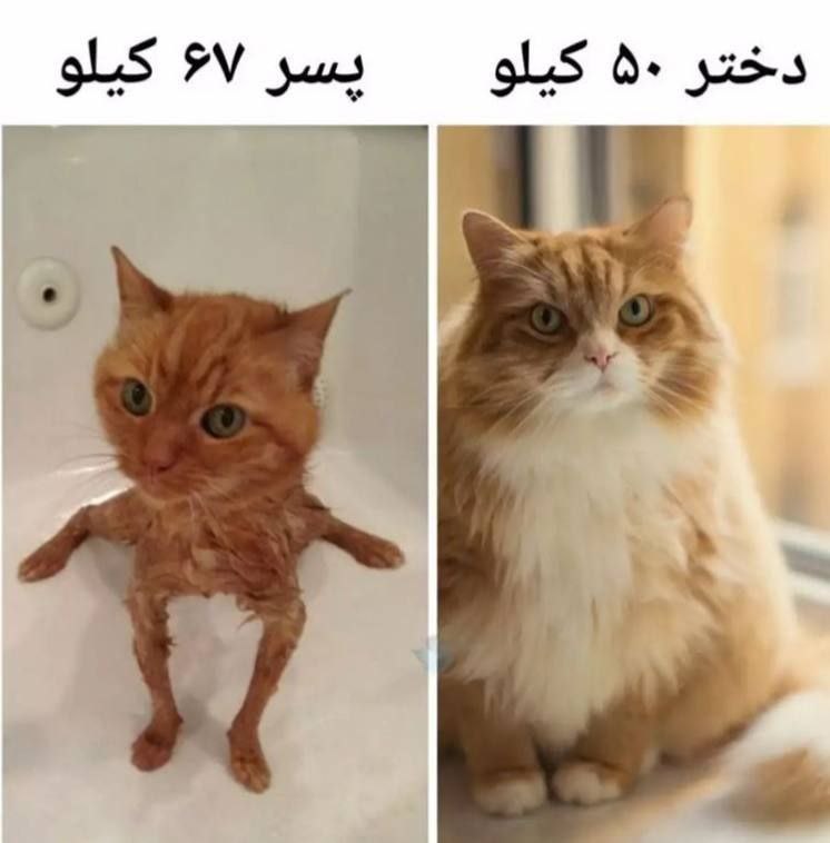 خودشه