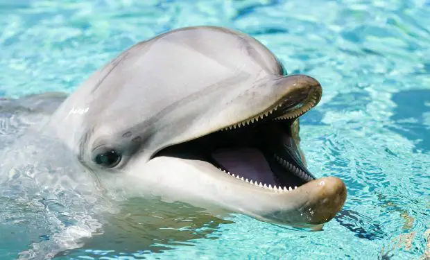***🐬*** Delfinlər suda 50 km/saat sürətlə …