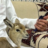 مراسِيل حلوه ١«