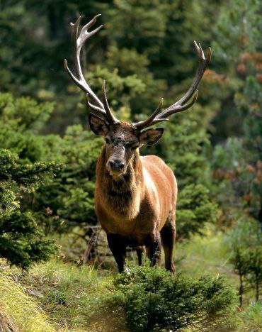 [**#Abruzzo**](?q=%23Abruzzo)**, salvi per il momento i …