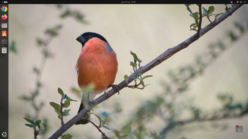 **Ubuntu 24.10 e il bug dell’uccello …