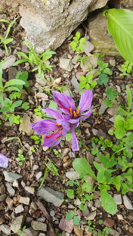 ¿Sabéis por qué esta flor es …