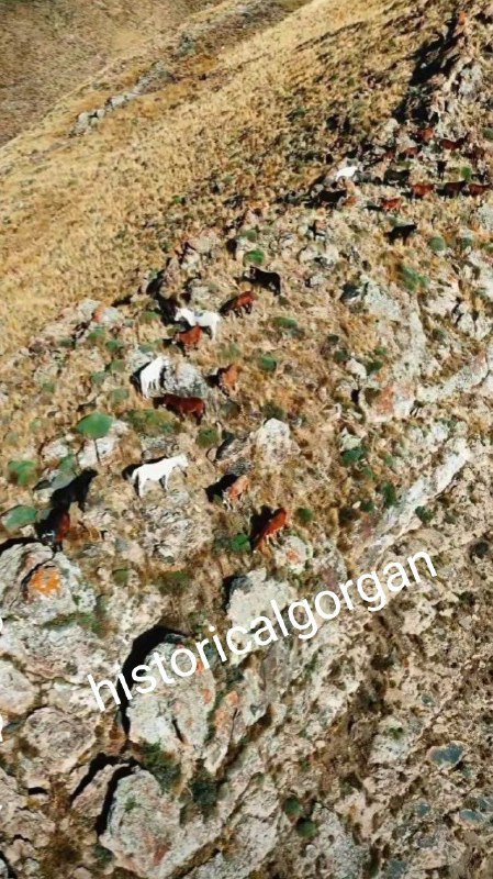 مینودشت.