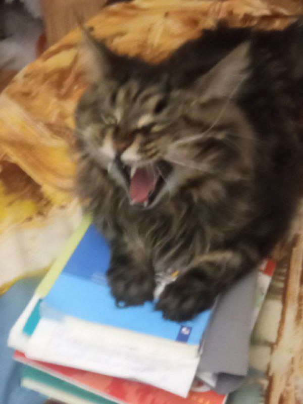 Mmmaaavvviii