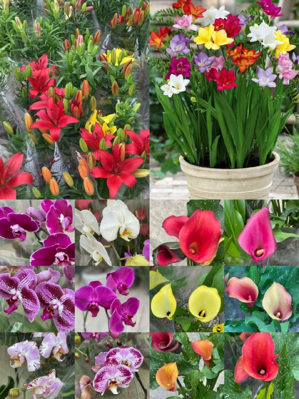 مزرعه گل بابل