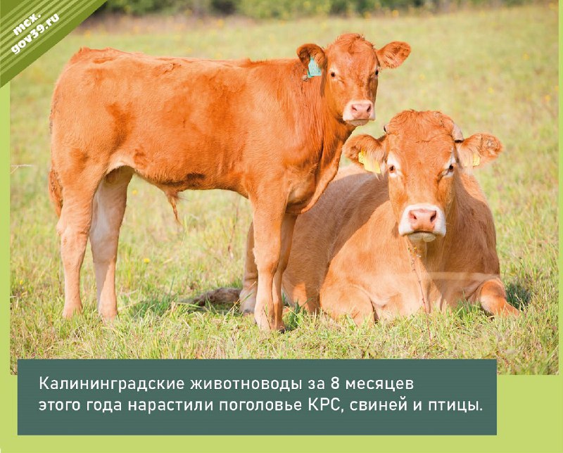 ***👍******🐄*** **Активно развиваем животноводство!**