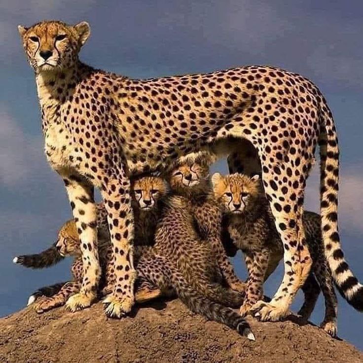 Chillin wid ma lil cheetahs