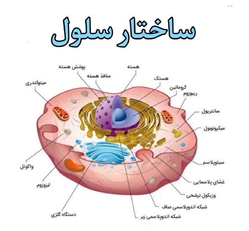 **حافظه و هوش سلولی در ساختار …