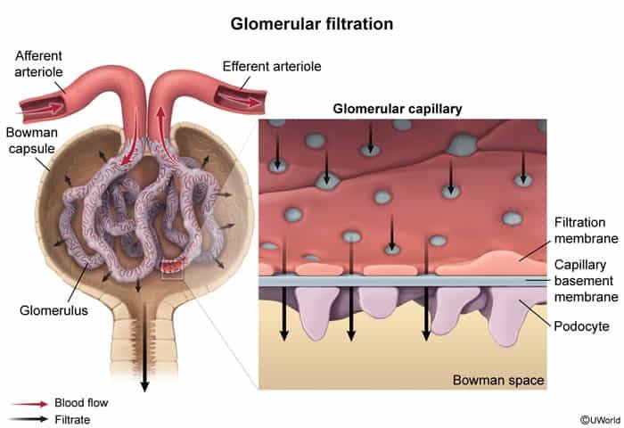 Glomerular filtration