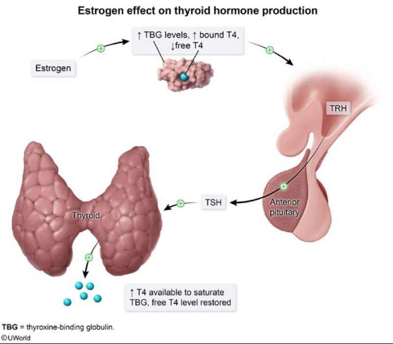 Estrogen effect on thyroid hormone production