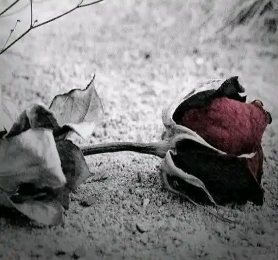 لا شيء يجعلنا كبارًا كالتجربة ولا …