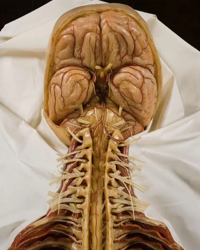 The central nervous system (CNS) consists …