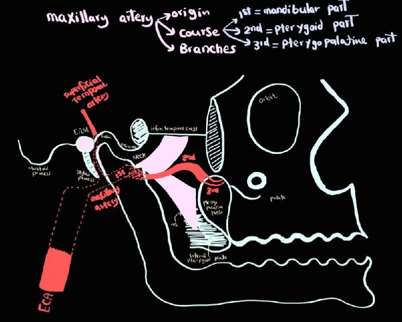 Medical Bites💊🩺2nd year