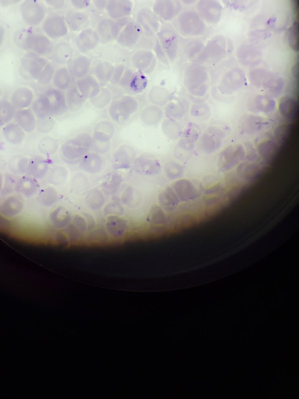 𝗧𝗵𝗲 𝗯𝗲𝘀𝘁 𝗽𝗹𝗮𝗰𝗲 𝘁𝗼 𝗿𝗲𝘃𝗶𝗲𝘄{🌡🧪𝗟𝗮𝗯𝗼𝗿𝗮𝘁𝗼𝗿𝘆 🔬🧬}