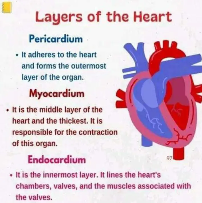 layers of heart