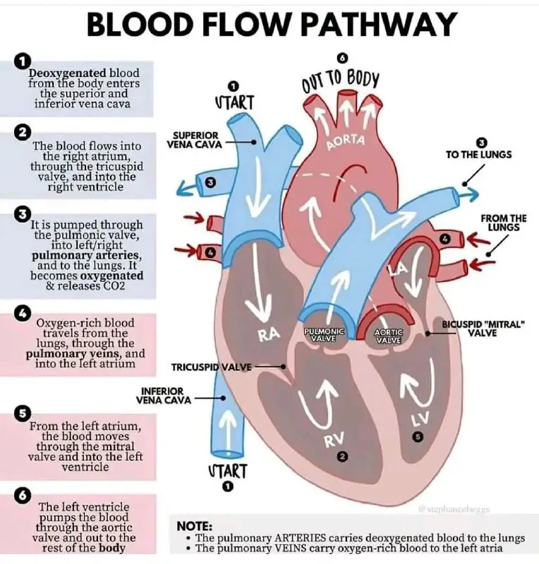 Blood pathway
