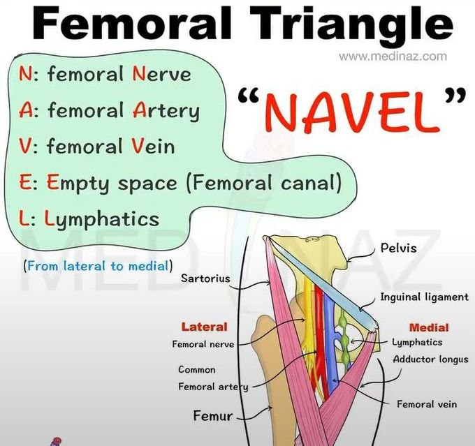 Femoral triangle contants and boundaries