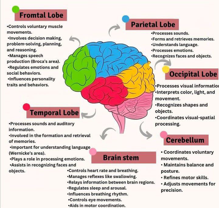 CNS