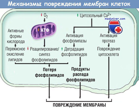 Механизмы повреждения мембраны клетки