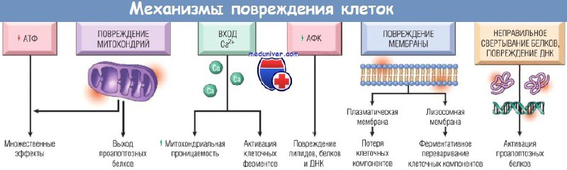 Механизмы повреждения ДНК и белков клетки