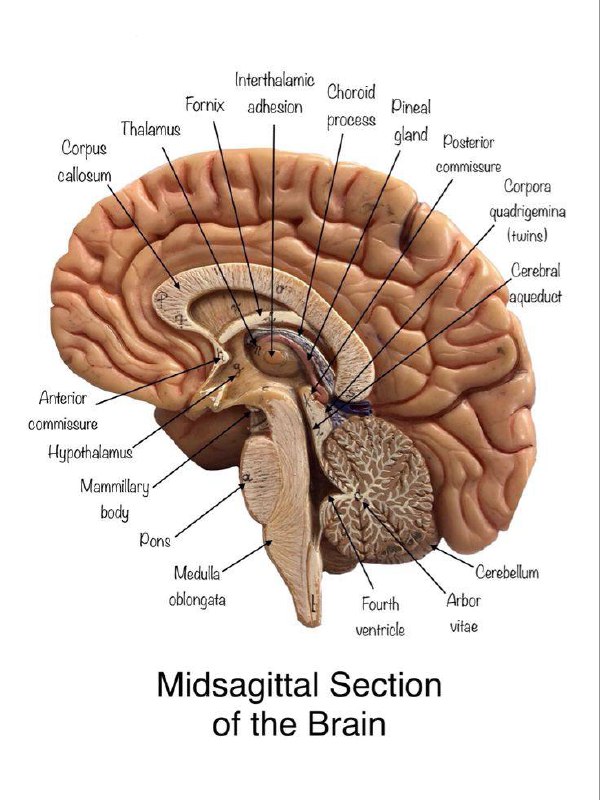 Medicamentum