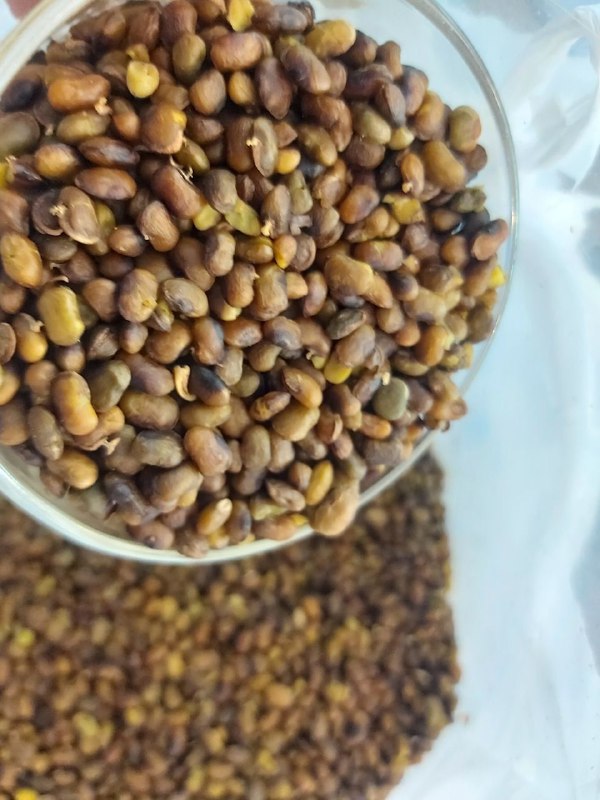 مغز پسته بنه دیمی و وحشی …