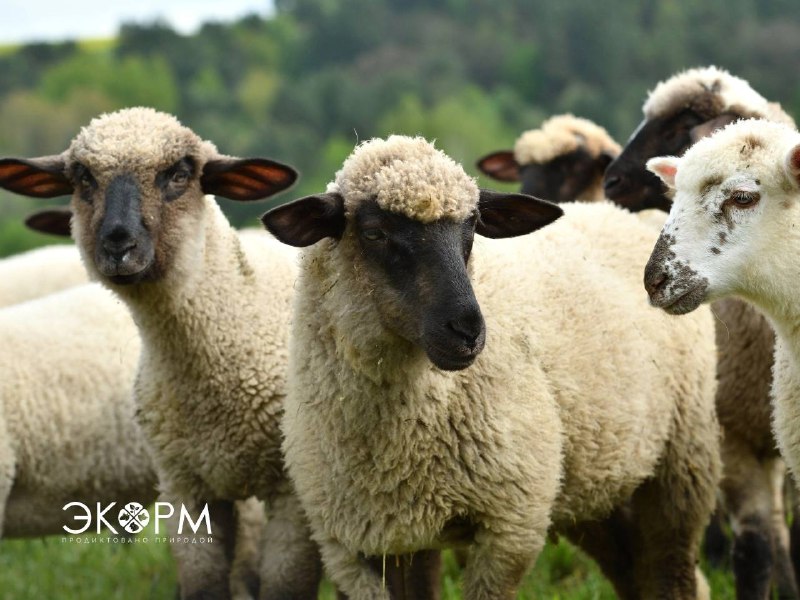 ***🐏***Как найти подходящую породу овец для …