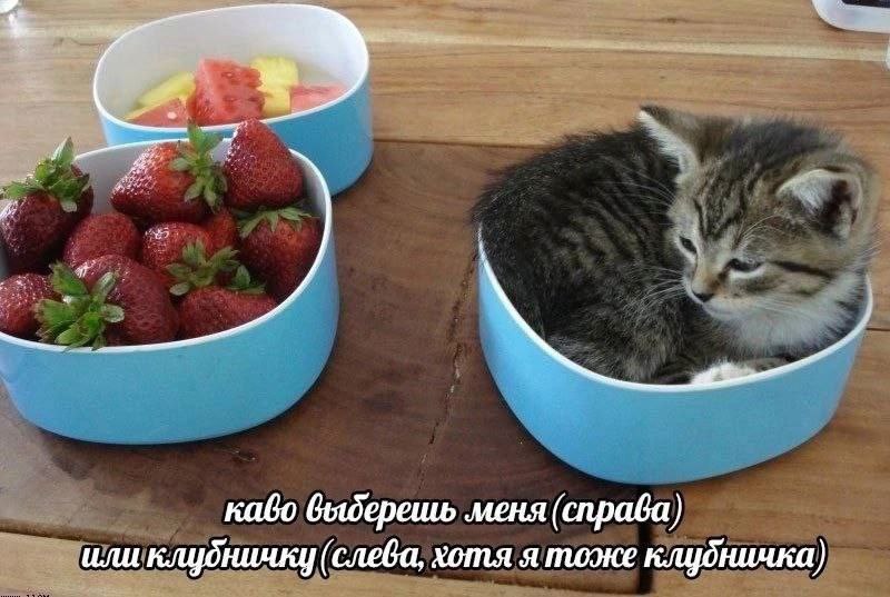 Кофейниковы мемы