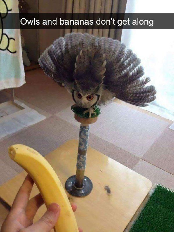 ***🦉******❌******🍌***