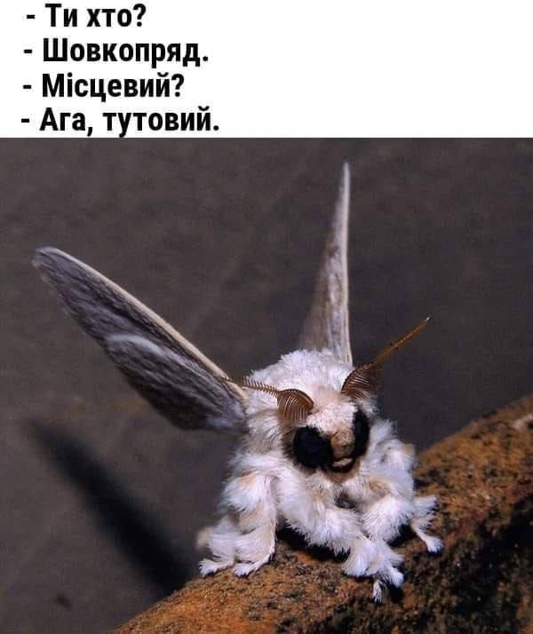 мемоза