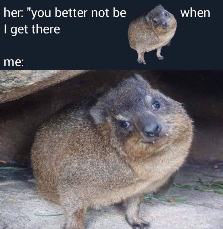 ✨Мемівниця✨