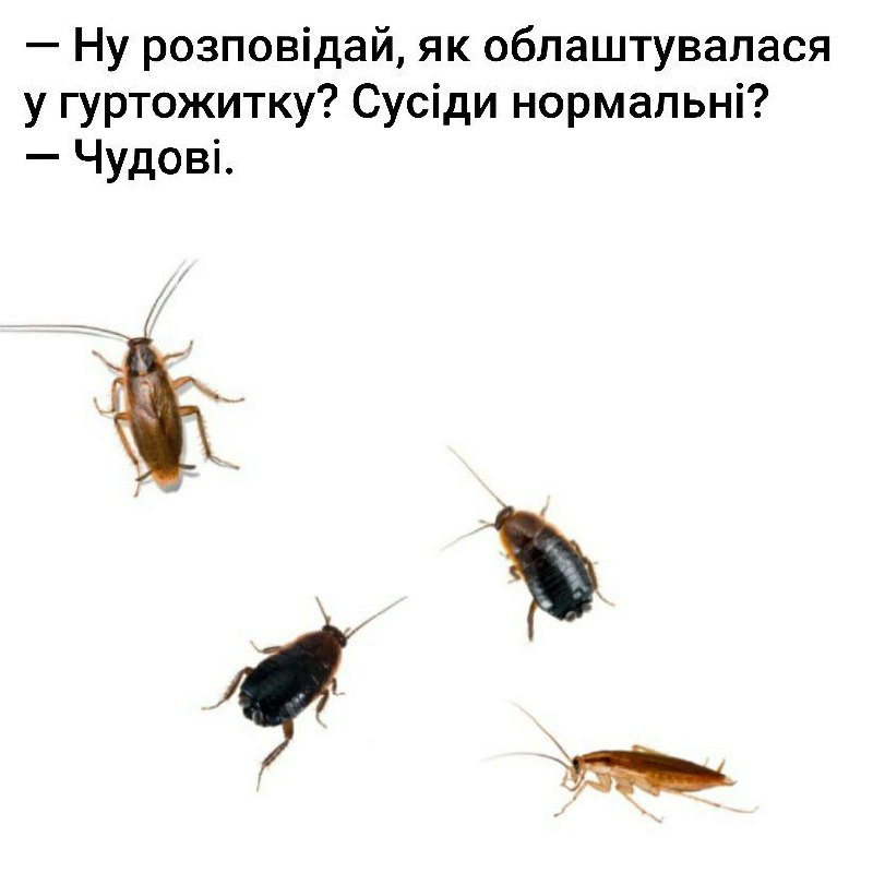 [**МЕМИ КНУ - МеКНУ**](https://t.me/memknu)
