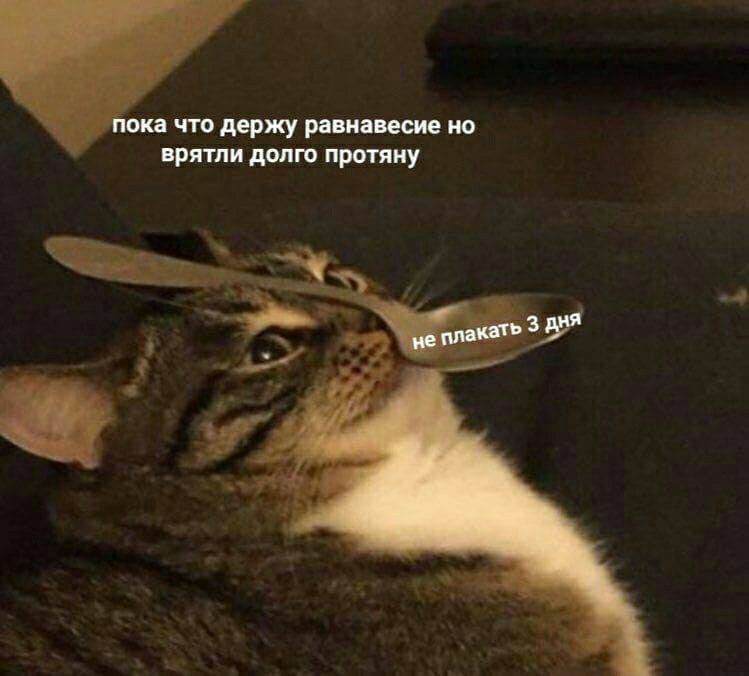 кошачье логово