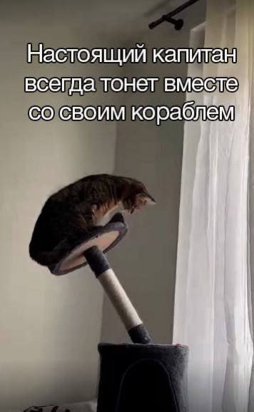 Домашние зверюги