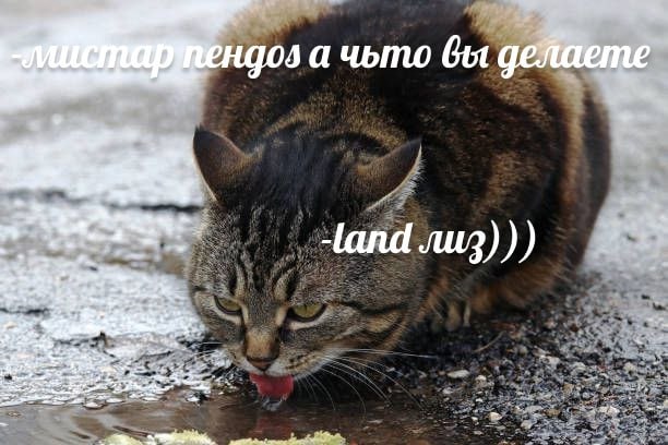 мемы про котов (по ржать)