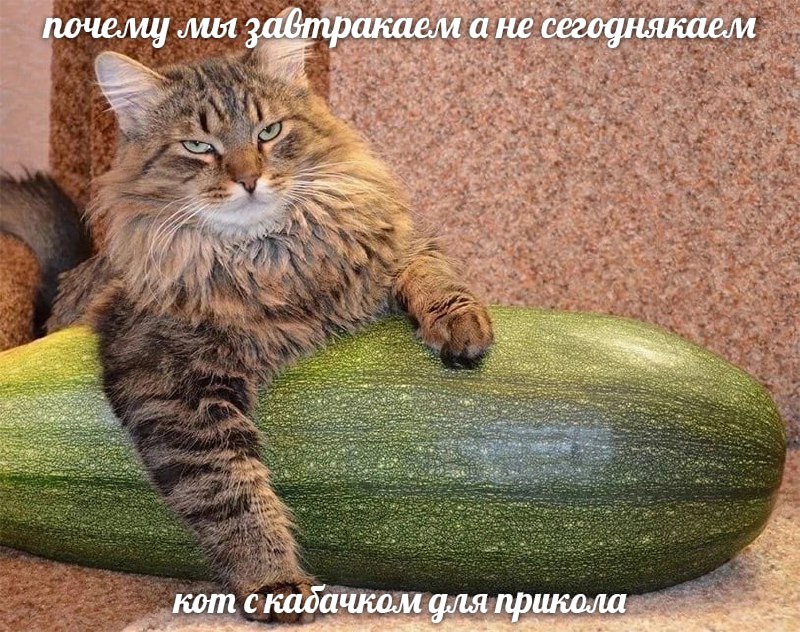 мемы про котов (по ржать)