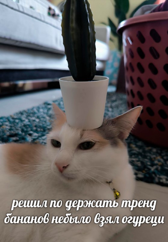 мемы про котов (по ржать)