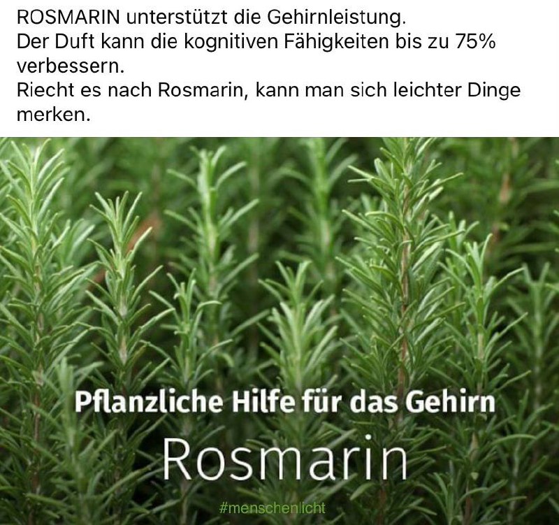 **ROSMARIN unterstützt die Gehirnleistung.