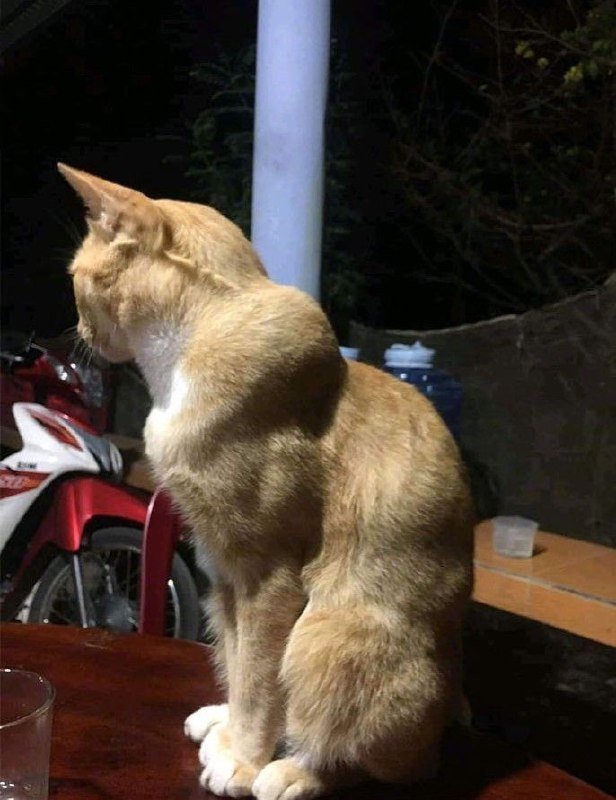Catto posting
