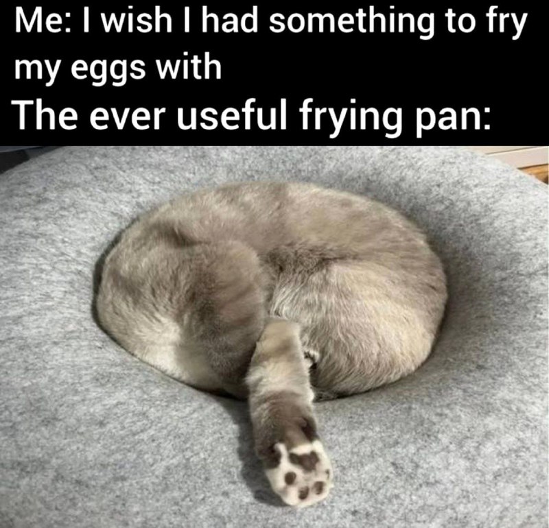 Catto posting
