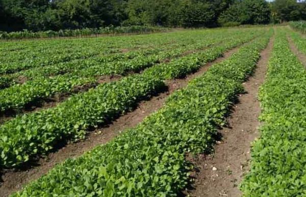 [Las Tunas: Prevén plantar 300 hectáreas …