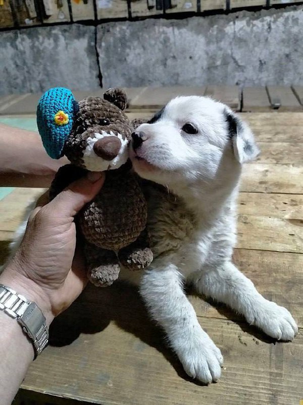 *****❤️***«Четвероногий друг на передовой» ***🐾******🐾******🐾*****