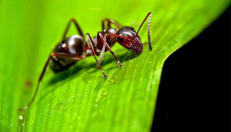 مورچه‌ها میتونن سایز مغزشون رو تغییر …